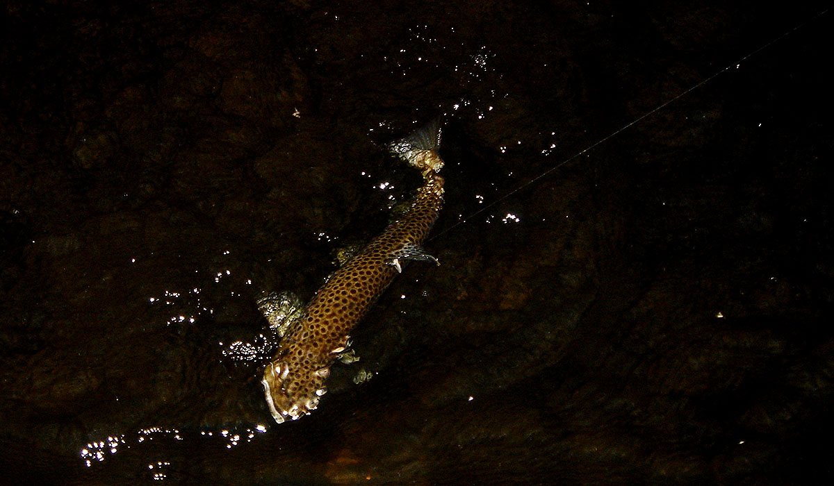 Browntrout fight