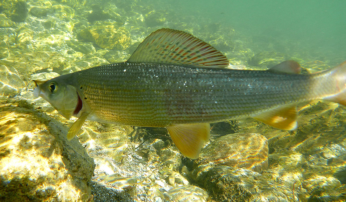 Underwater with a nice grayling