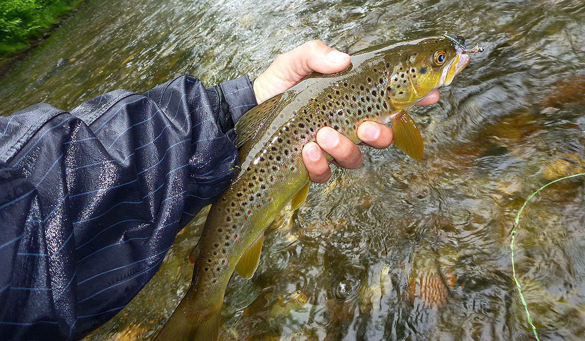 A rainy day browntrout