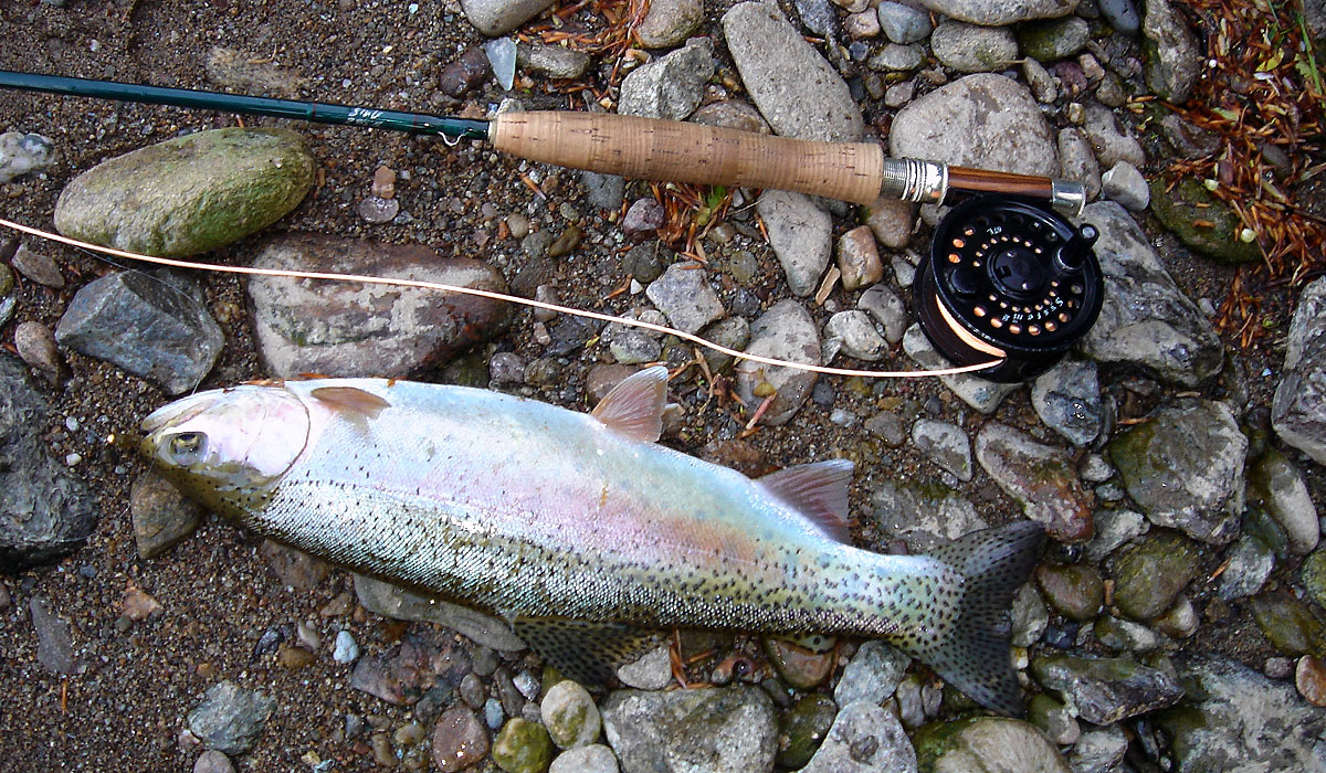Fat rainbowtrout at the river Zschopau
