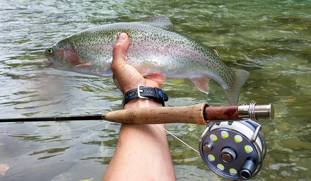 Nice summer trout