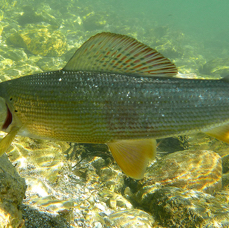 Light-Tackle-Guiding_Äsche-unter-Wasser.JPG