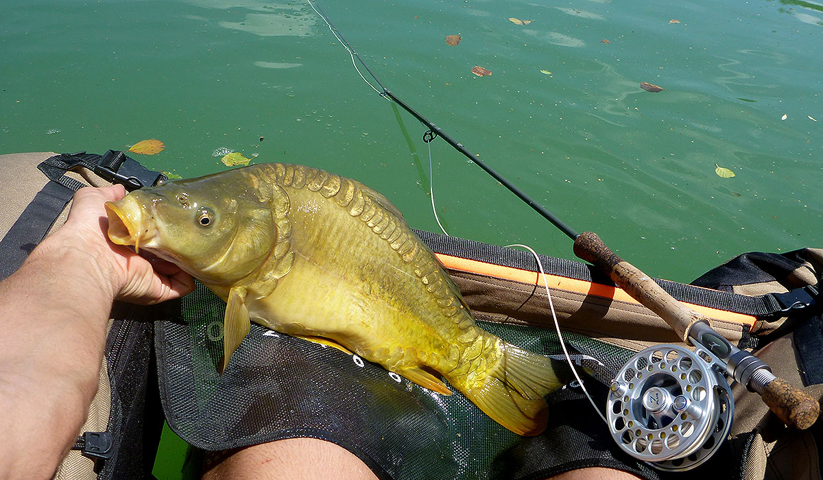 Bellyboat stillwater action