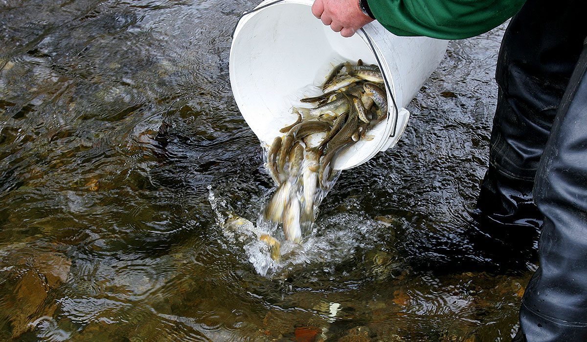 we help new trouts