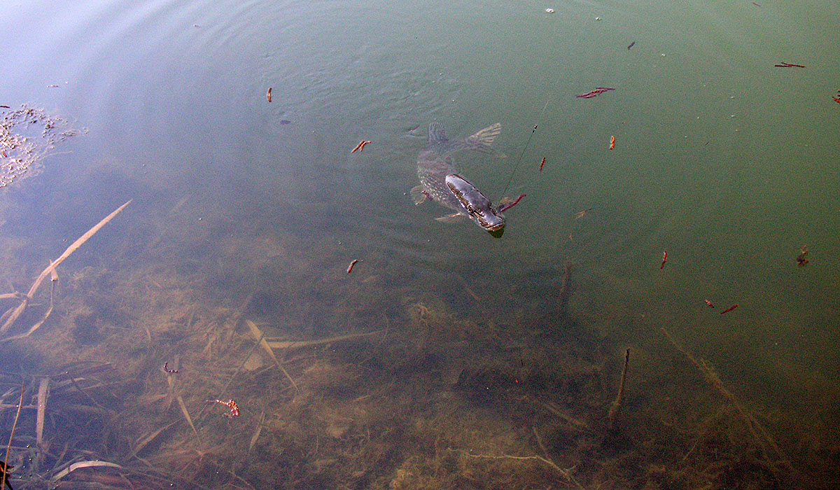 A nice small pike at saisonstart
