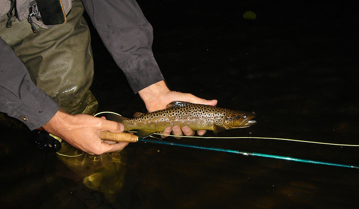 Nice small browni