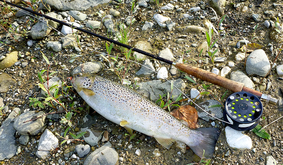 Wild drippling rainbowtrout