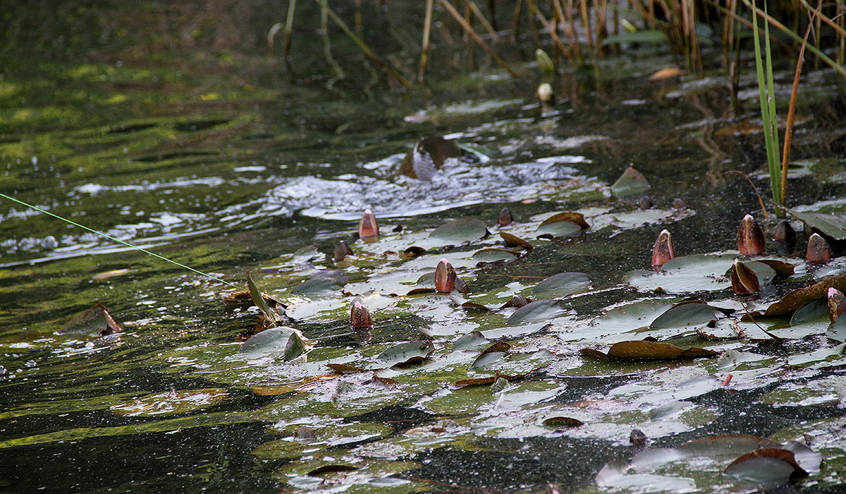 Always they swim into the bushes