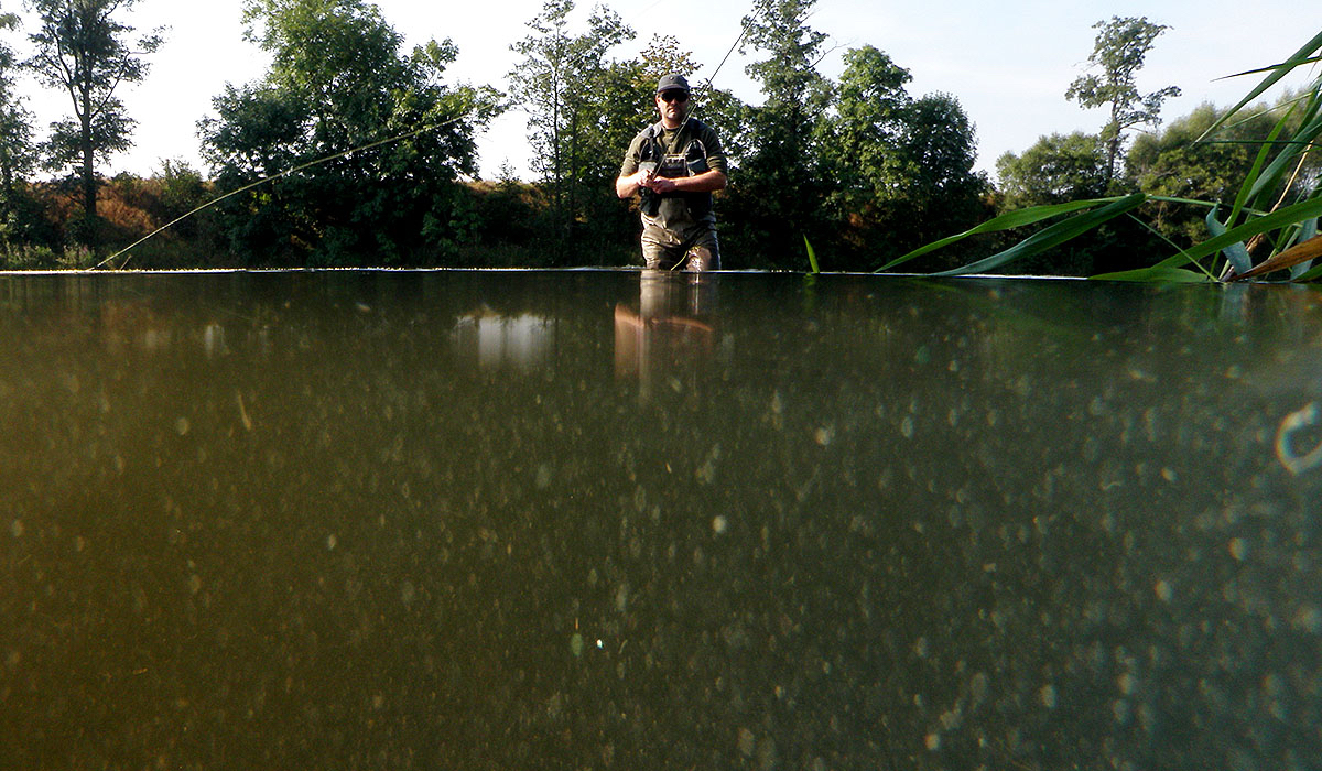 Dryfly fishing in summertime