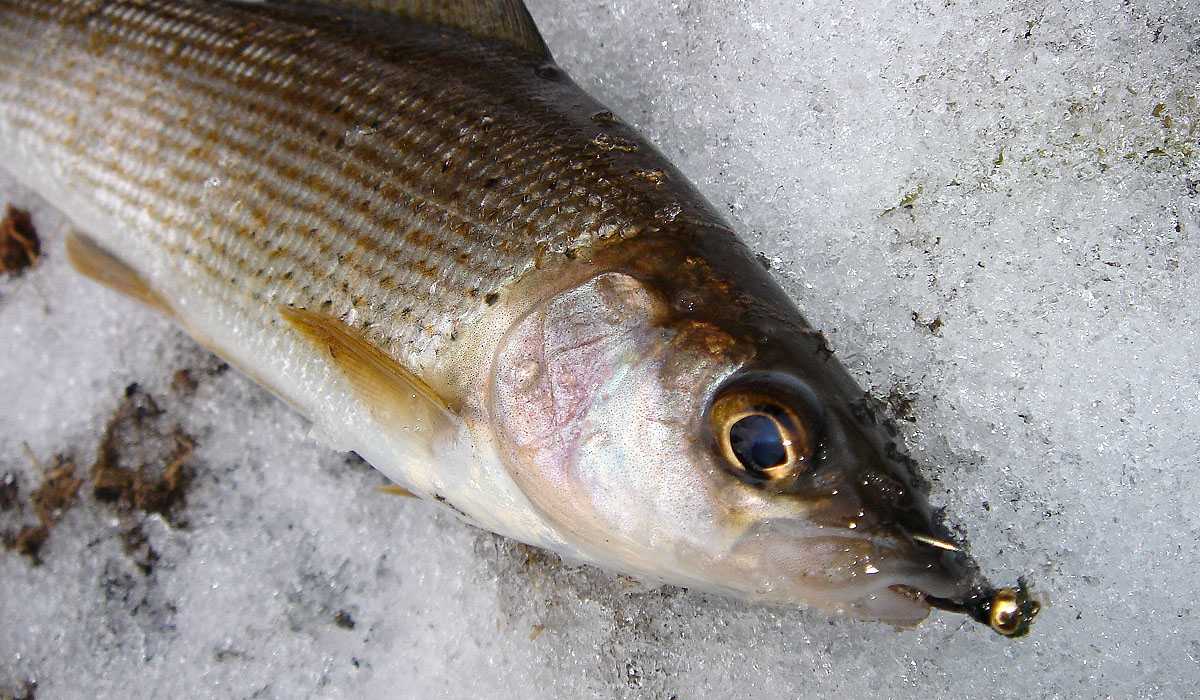 Double gold - a beautiful winter grayling